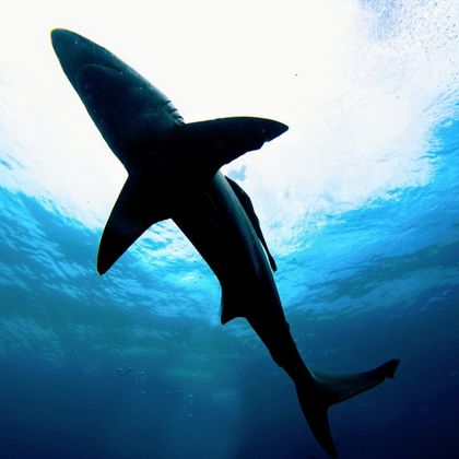Avatar for megaladon59