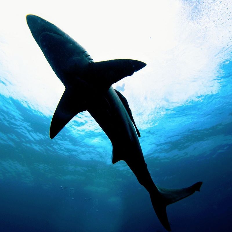 profile for megaladon59