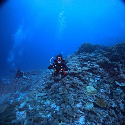 Avatar for katie_dives