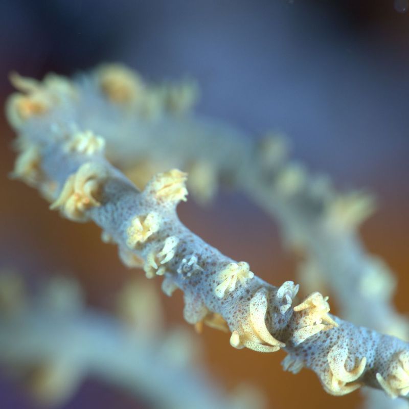 profile for stefano_zerobar